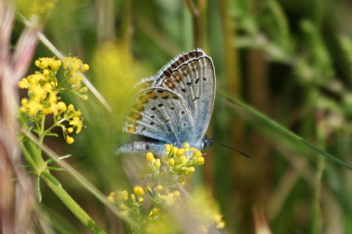 due Plebejus?